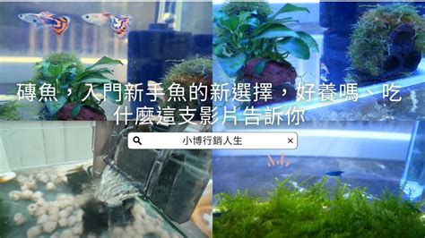 彩色磚魚|【磚魚好養嗎】新手小資族的寵兒：磚魚這麼好養，飼。